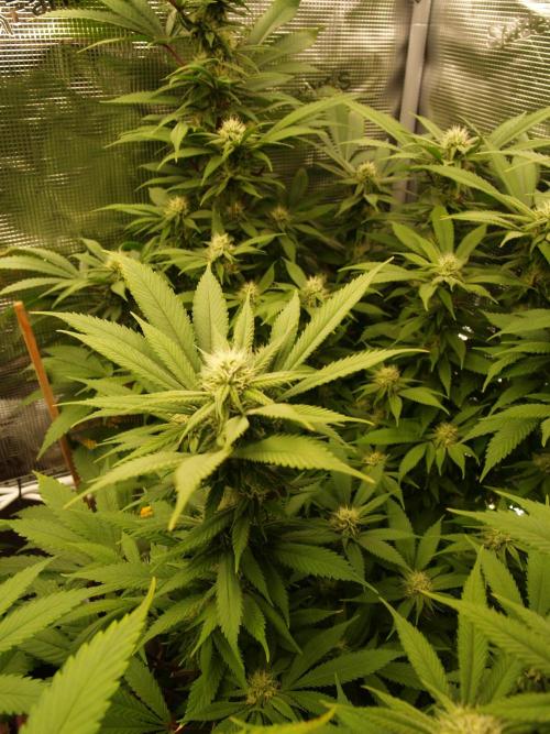 Eleven Roses. Week 17 - Tag 125