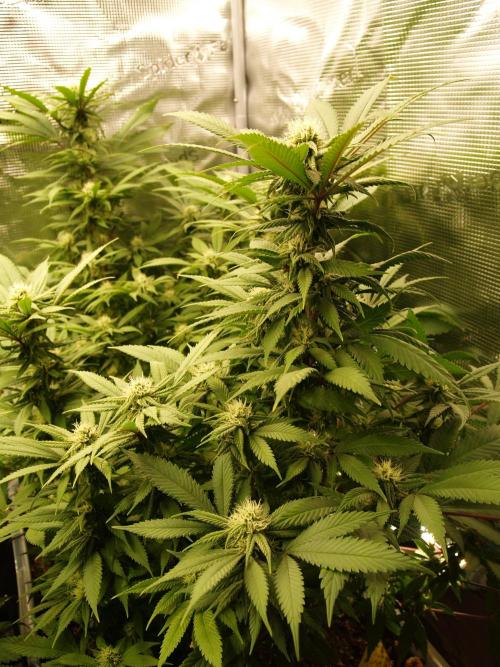 Eleven Roses. Week 17 - Tag 125