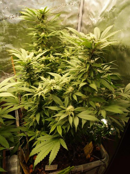 Eleven Roses. Week 17 - Tag 125