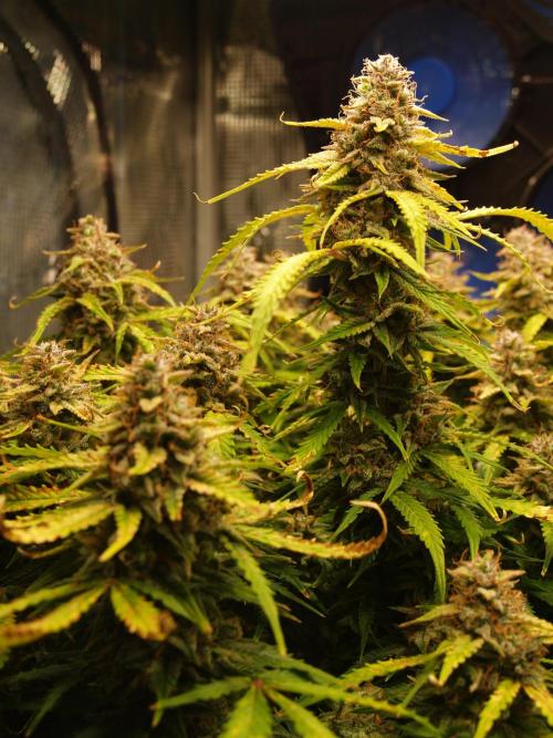 GMO Cookies Auto from Zamnesia. Week 13 - Tag 95