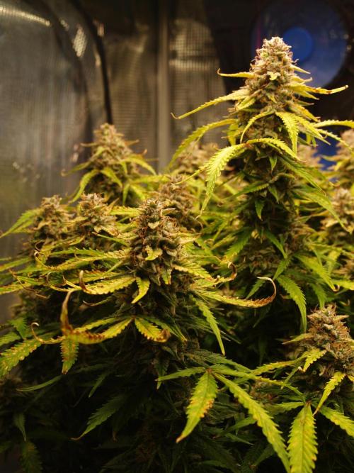 GMO Cookies Auto from Zamnesia. Week 13 - Tag 95