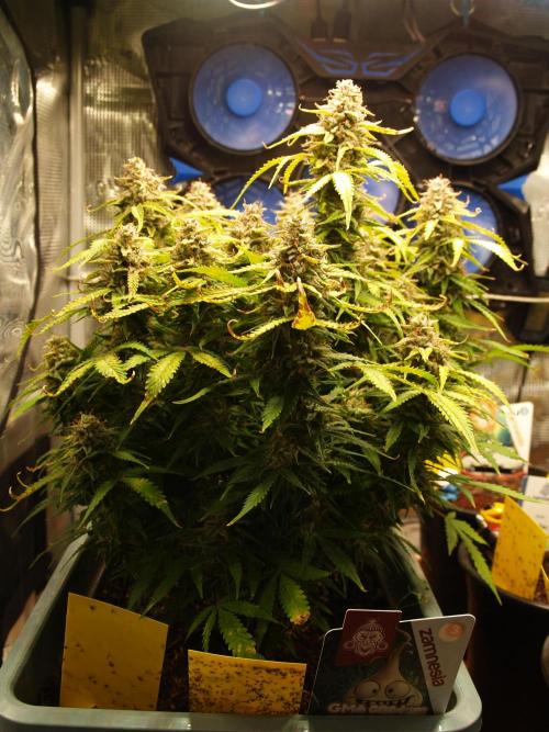 GMO Cookies Auto from Zamnesia. Week 13 - Tag 95