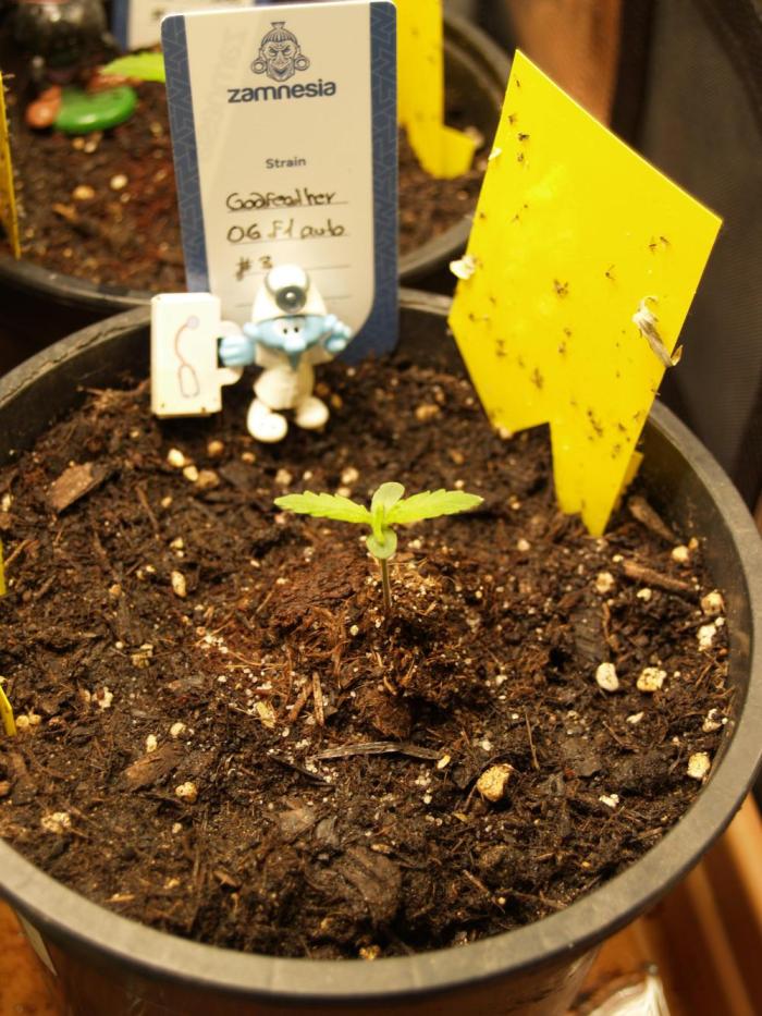 Godfeather OG F1 #3. Week 1 - Tag 9