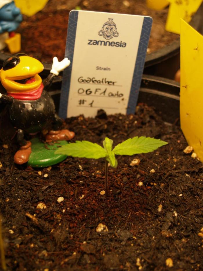 Godfeather OG F1 #1. Week 1 - Tag 8