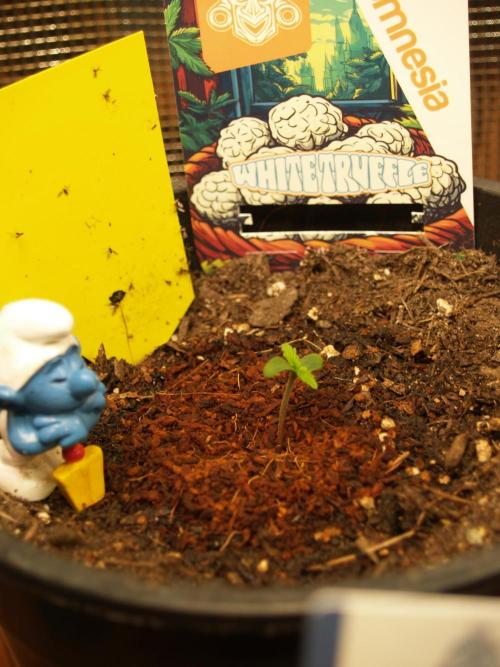 White Truffle Indoor 2025. Week 0 - Tag 2