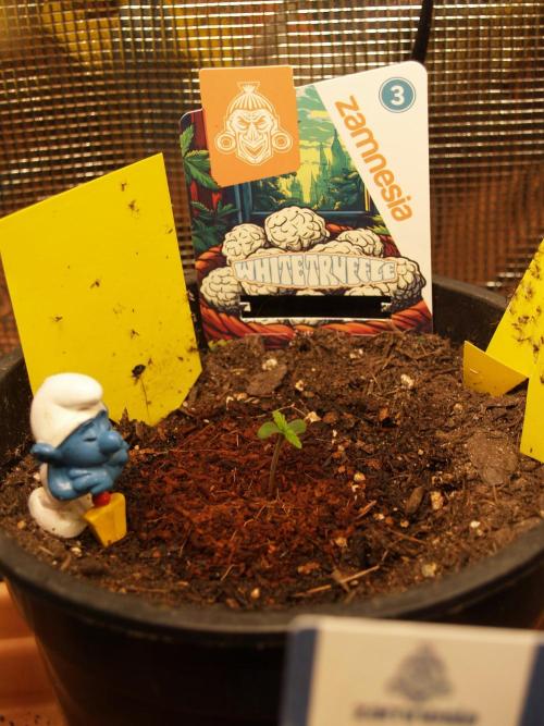 White Truffle Indoor 2025. Week 0 - Tag 2