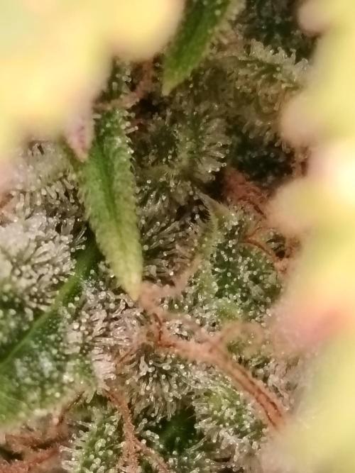 GMO Cookies Auto from Zamnesia. Week 13 - Tag 95