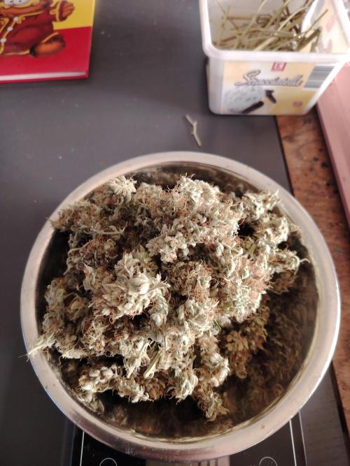 Green Cure CBD F1 Hybrid Auto Zamnesia. Week 13