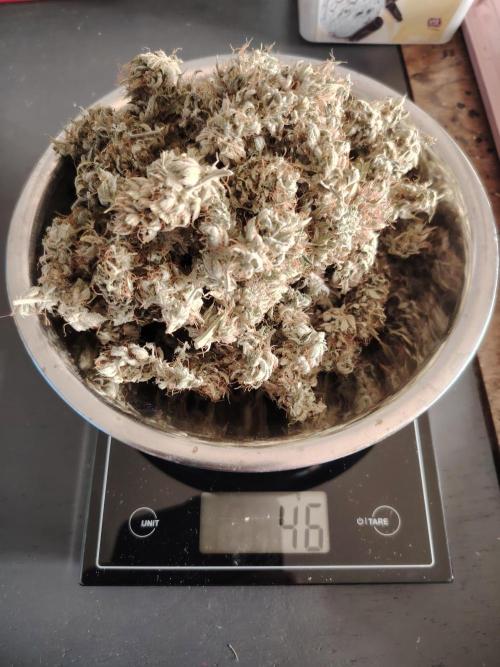 Green Cure CBD F1 Hybrid Auto Zamnesia. Week 13