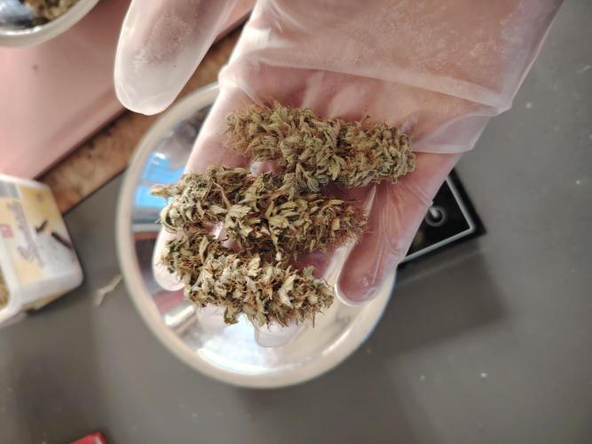 Green Cure CBD F1 Hybrid Auto Zamnesia. Week 13