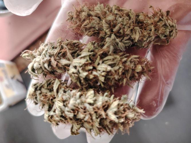 Green Cure CBD F1 Hybrid Auto Zamnesia. Week 13