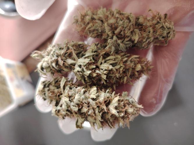 Green Cure CBD F1 Hybrid Auto Zamnesia. Week 13