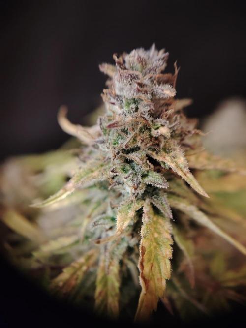 GMO Cookies Auto from Zamnesia. Week 14 - Tag 96