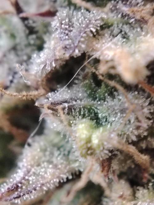 GMO Cookies Auto from Zamnesia. Week 14 - Tag 96