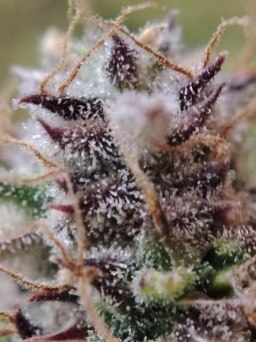 GMO Cookies Auto from Zamnesia. Week 14 - Tag 96