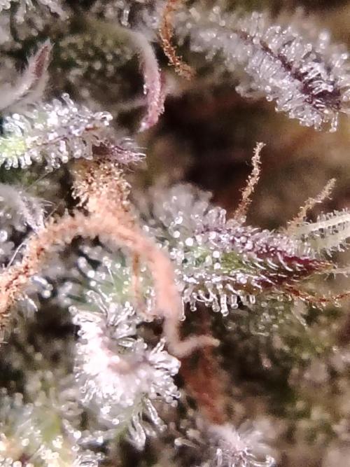 GMO Cookies Auto from Zamnesia. Week 14 - Tag 96