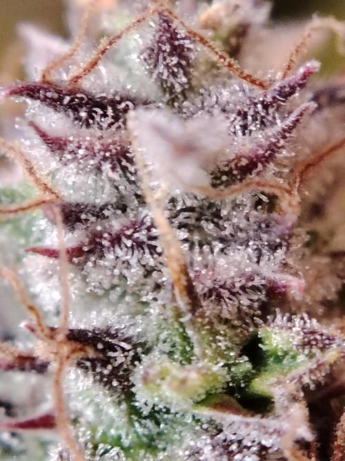 GMO Cookies Auto from Zamnesia. Week 14 - Tag 96