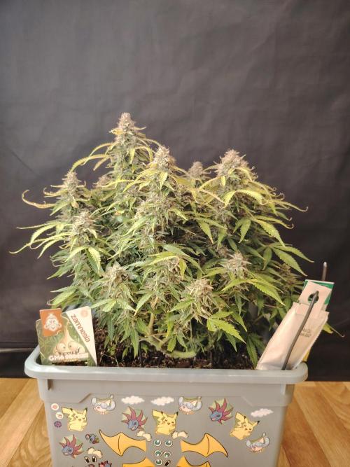 GMO Cookies Auto from Zamnesia. Week 14 - Tag 96