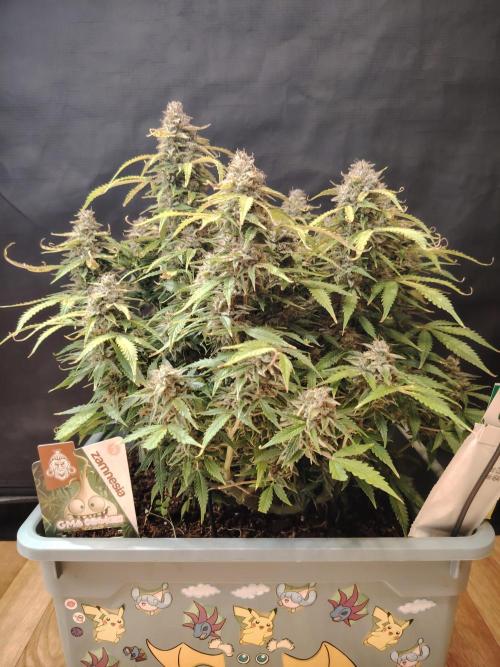 GMO Cookies Auto from Zamnesia. Week 14 - Tag 96