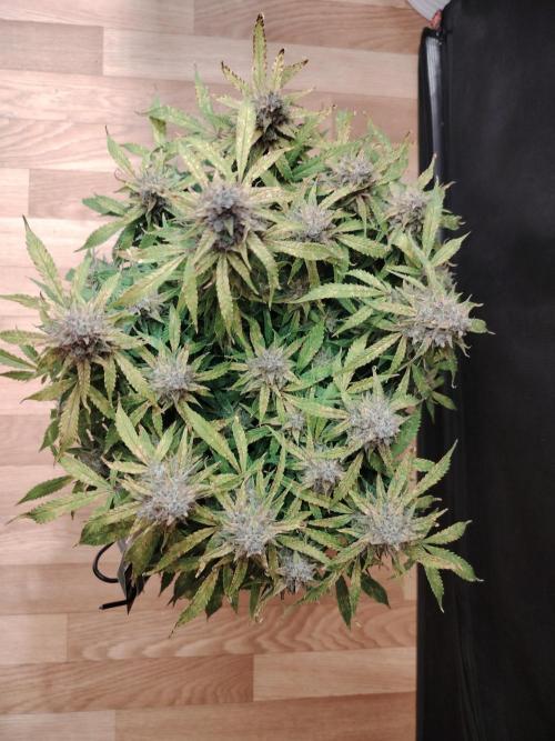 GMO Cookies Auto from Zamnesia. Week 14 - Tag 96