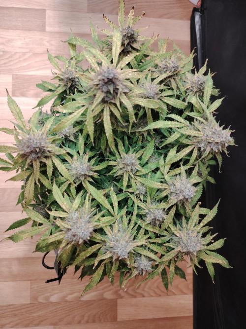 GMO Cookies Auto from Zamnesia. Week 14 - Tag 96