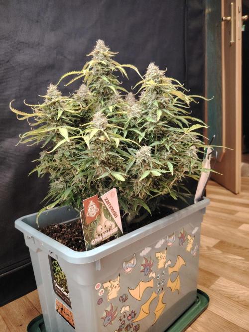 GMO Cookies Auto from Zamnesia. Week 14 - Tag 96