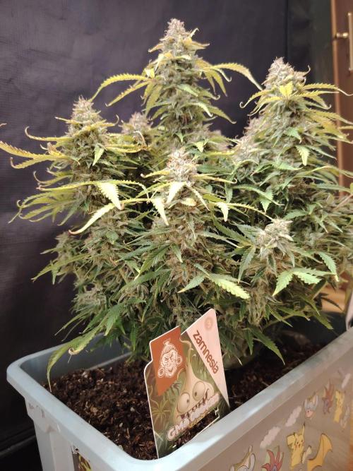 GMO Cookies Auto from Zamnesia. Week 14 - Tag 96