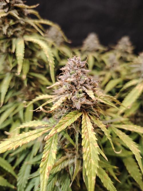 GMO Cookies Auto from Zamnesia. Week 14 - Tag 96