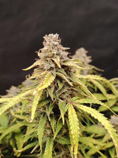 GMO Cookies Auto from Zamnesia. Week 14 - Tag 96