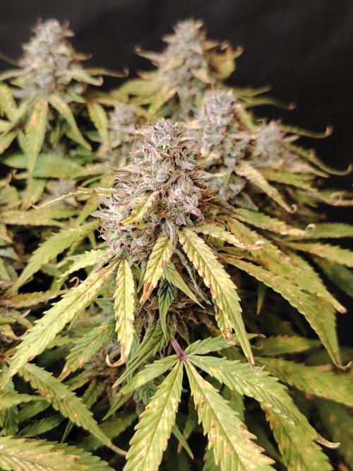 GMO Cookies Auto from Zamnesia. Week 14 - Tag 96