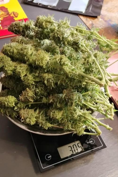 GMO Cookies Auto from Zamnesia. Week 14 - 305 Gramm