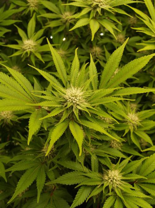 White Rhino From Zamnesia zweite Runde. Week 13 - Tag 97