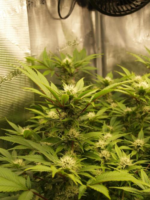 White Rhino From Zamnesia zweite Runde. Week 13 - Tag 97