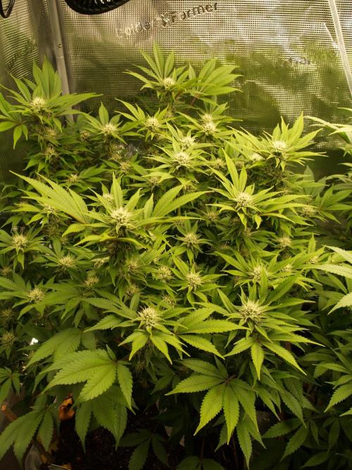 White Rhino From Zamnesia zweite Runde. Week 13 - Tag 97