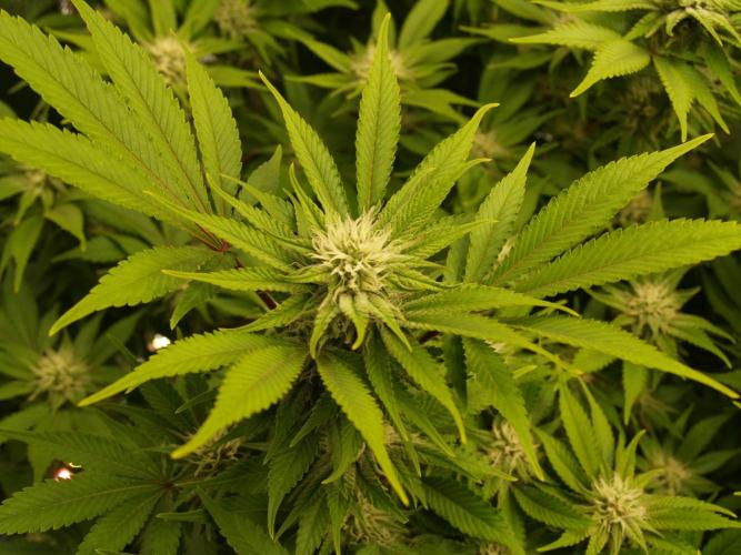 White Rhino From Zamnesia zweite Runde. Week 13 - Tag 97