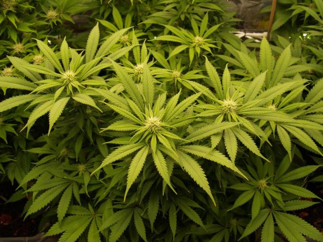 Eleven Roses Klon zur Blüte. Week 16 - Tag 106