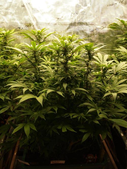 Eleven Roses Klon zur Blüte. Week 16 - Tag 106