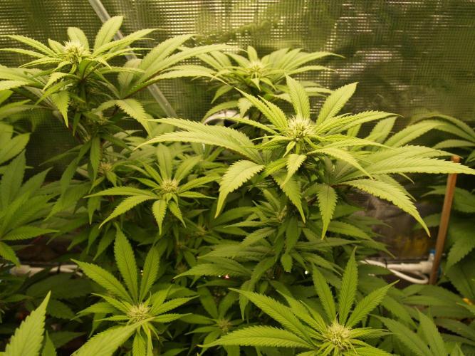 Eleven Roses Klon zur Blüte 2. Week 16 - Tag 106