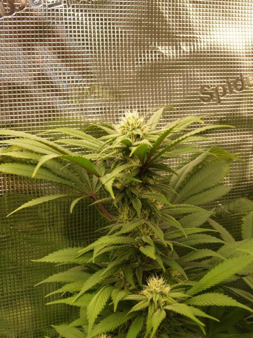 Eleven Roses. Week 18 - Tag 127