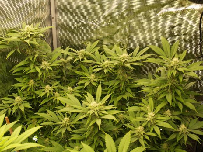 Eleven Roses. Week 18 - Tag 127