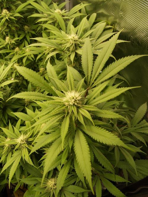 Eleven Roses. Week 18 - Tag 127