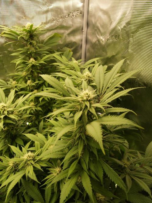 Eleven Roses. Week 18 - Tag 127