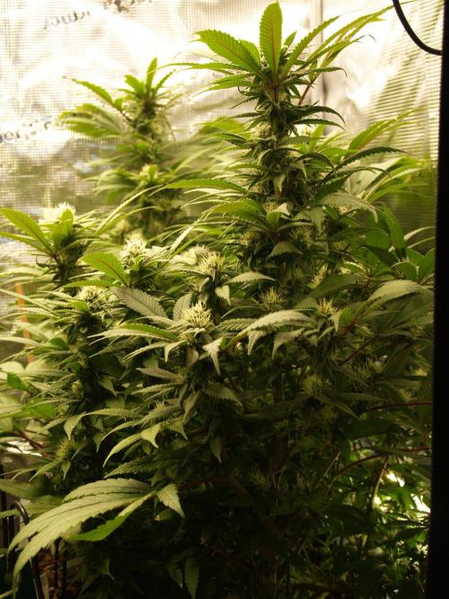 Eleven Roses. Week 18 - Tag 127