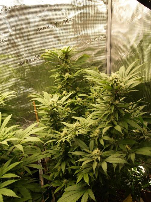 Eleven Roses. Week 18 - Tag 127