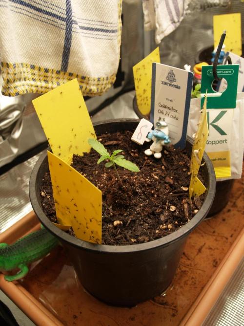 Godfeather OG F1 #3. Week 1 - Tag 11