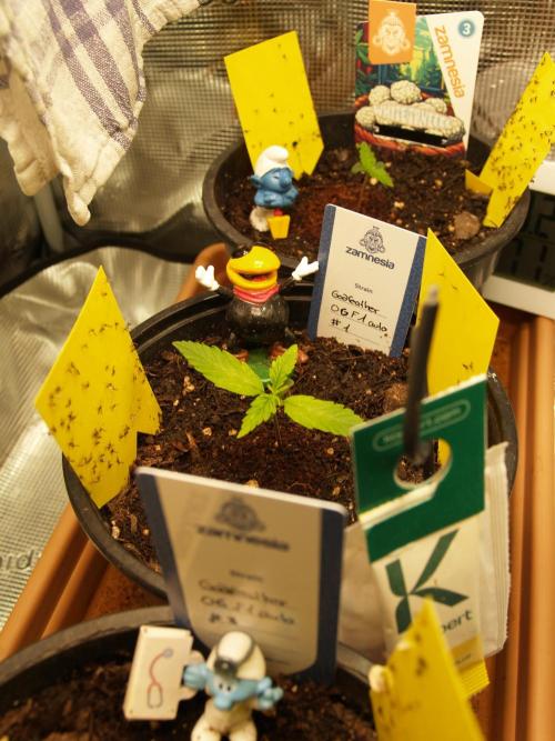 Godfeather OG F1 #1. Week 1 - Tag 10