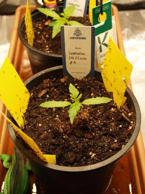 Godfeather OG F1 #3. Week 1 - Tag 13