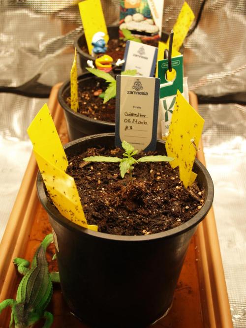 Godfeather OG F1 #3. Week 1 - Tag 13