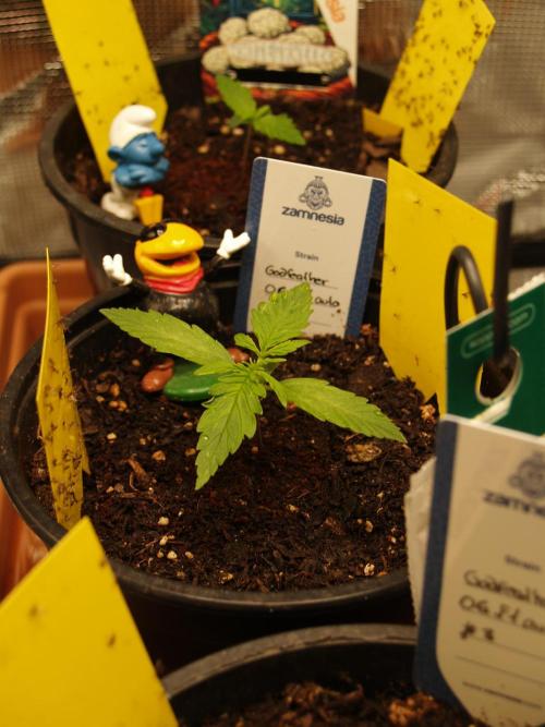 Godfeather OG F1 #1. Week 1 - Tag 12