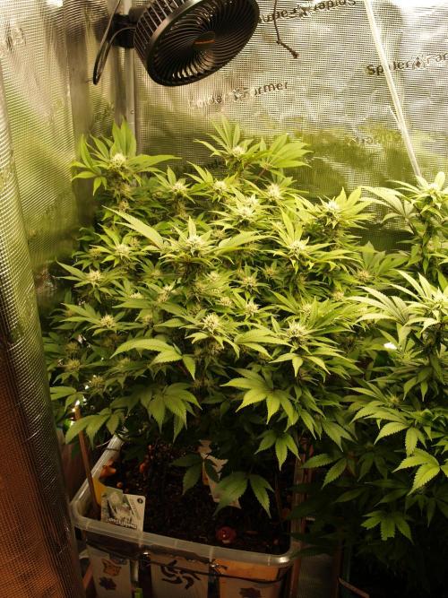 White Rhino From Zamnesia zweite Runde. Week 14 - Tag 99